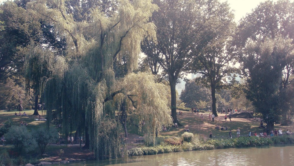 central park willows