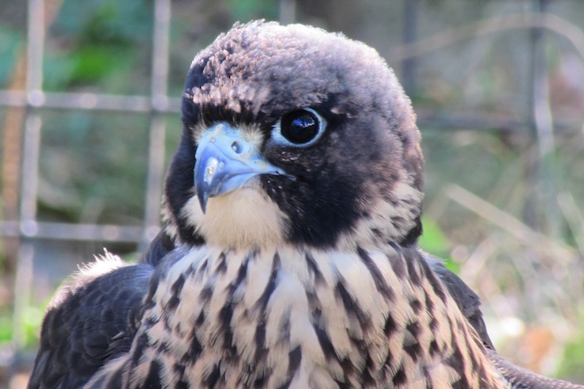 2013 medieval festival at fort tryon park