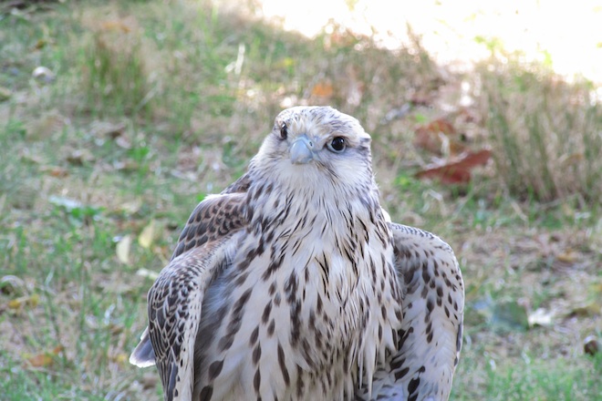 2013 medieval festival at fort tryon park