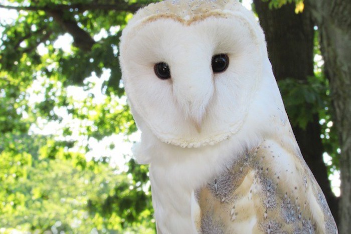 2013 medieval festival at fort tryon park