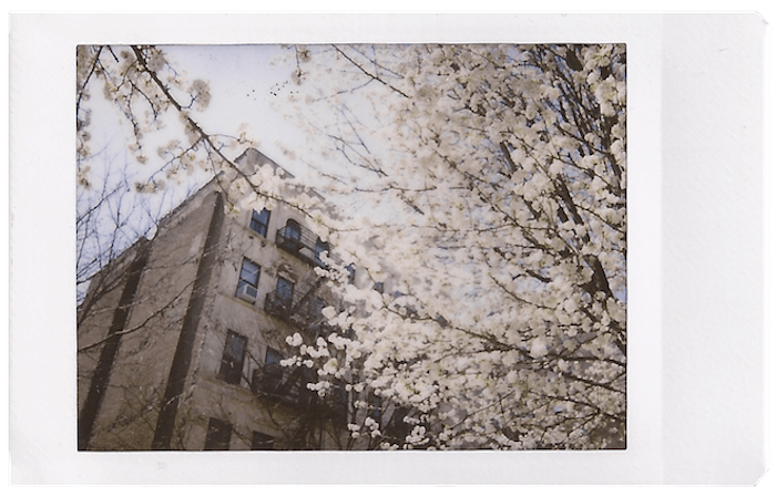 the blossoms of springtime